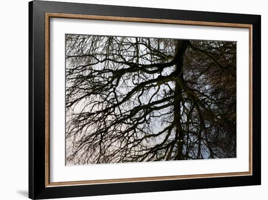 Tree Reflected in Water-Mark Sunderland-Framed Photographic Print