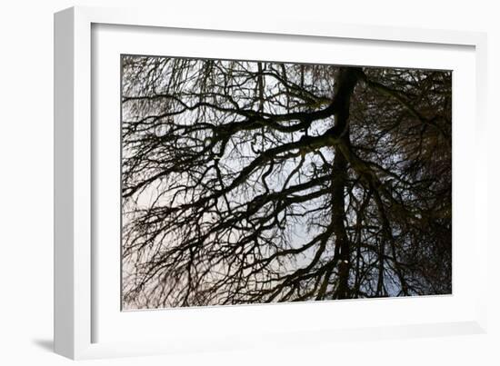 Tree Reflected in Water-Mark Sunderland-Framed Photographic Print