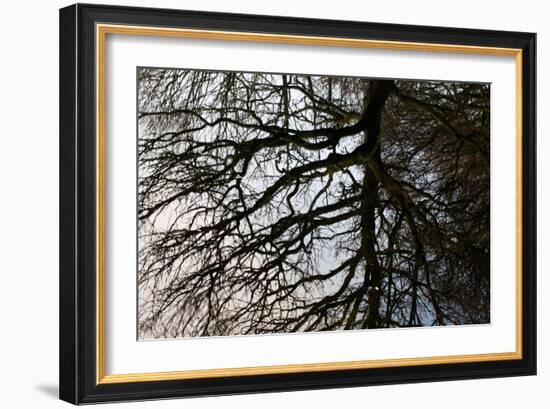 Tree Reflected in Water-Mark Sunderland-Framed Photographic Print