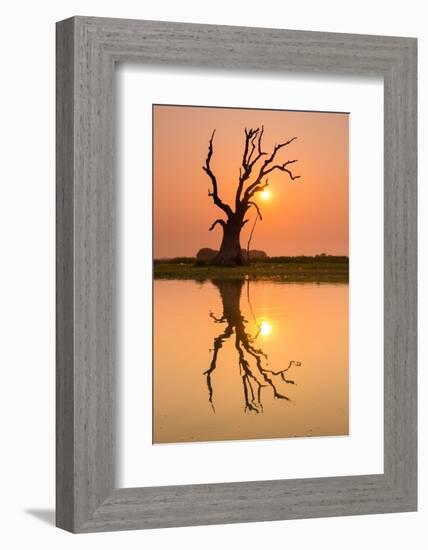 Tree reflecting in Taung Tha Man Lake near U-Bein bridge at sunset, Amarapura, Mandalay, Myanmar-Jan Miracky-Framed Photographic Print