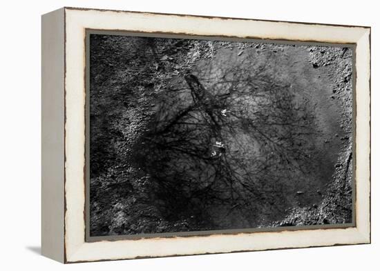 Tree Reflection in Puddle-null-Framed Stretched Canvas