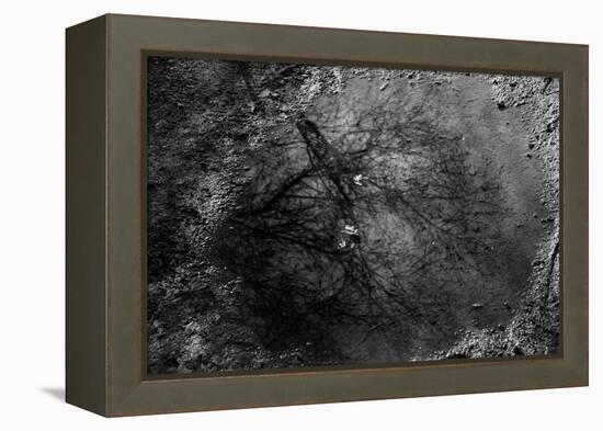 Tree Reflection in Puddle-null-Framed Stretched Canvas