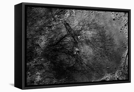 Tree Reflection in Puddle-null-Framed Stretched Canvas