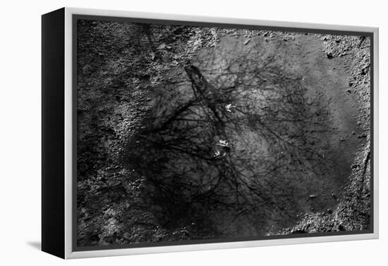 Tree Reflection in Puddle-null-Framed Stretched Canvas