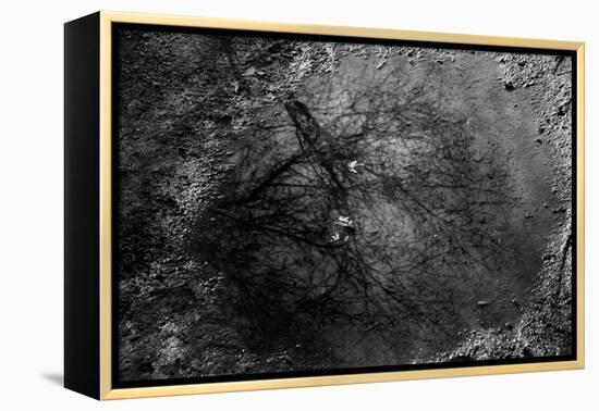 Tree Reflection in Puddle-null-Framed Stretched Canvas