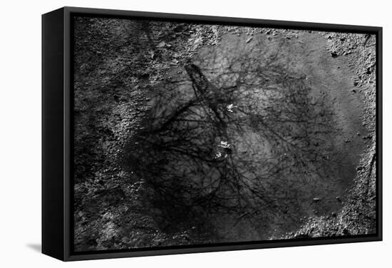 Tree Reflection in Puddle-null-Framed Stretched Canvas