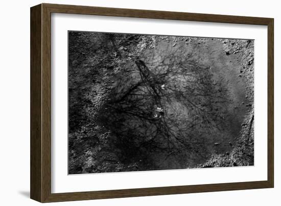 Tree Reflection in Puddle-null-Framed Photo