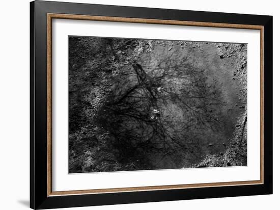 Tree Reflection in Puddle-null-Framed Photo