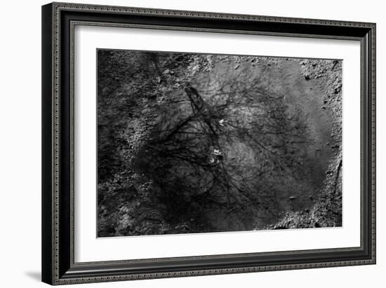 Tree Reflection in Puddle-null-Framed Photo