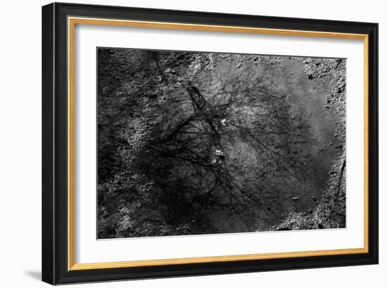 Tree Reflection in Puddle-null-Framed Photo