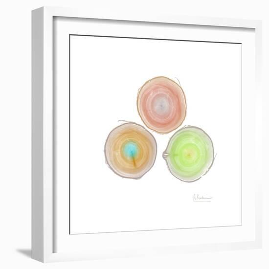 Tree Ring 9-Albert Koetsier-Framed Premium Giclee Print