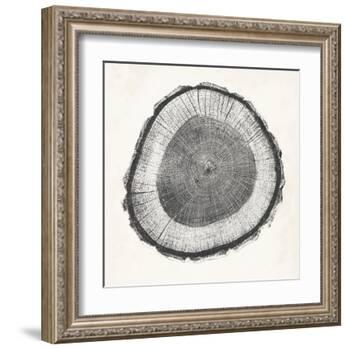 Tree Ring II-Vision Studio-Framed Art Print