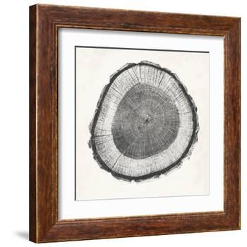 Tree Ring II-Vision Studio-Framed Art Print