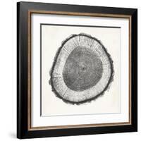 Tree Ring II-Vision Studio-Framed Art Print