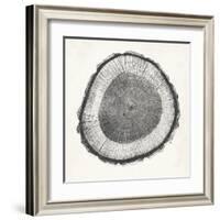 Tree Ring II-Vision Studio-Framed Art Print