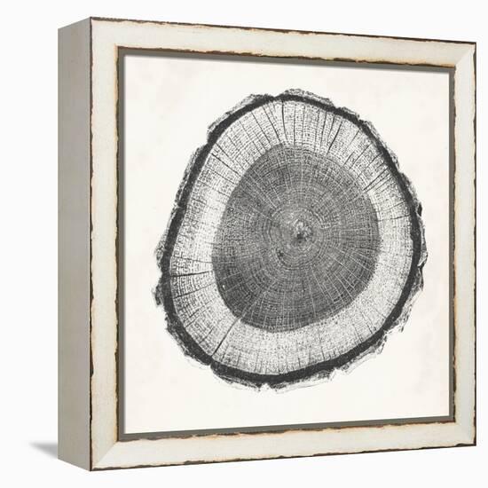 Tree Ring II-Vision Studio-Framed Stretched Canvas