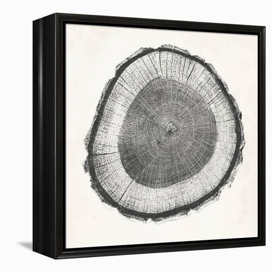 Tree Ring II-Vision Studio-Framed Stretched Canvas