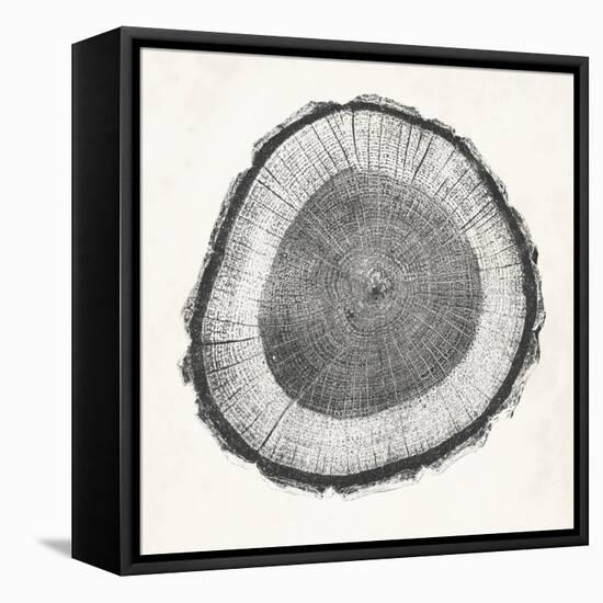 Tree Ring II-Vision Studio-Framed Stretched Canvas