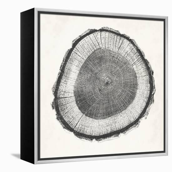 Tree Ring II-Vision Studio-Framed Stretched Canvas