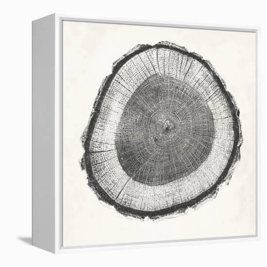 Tree Ring II-Vision Studio-Framed Stretched Canvas