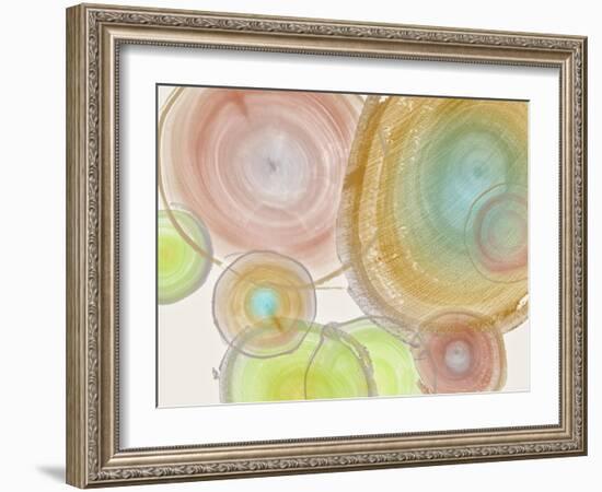 Tree Ring II-Albert Koetsier-Framed Art Print