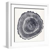 Tree Ring III-Vision Studio-Framed Art Print