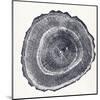 Tree Ring III-Vision Studio-Mounted Art Print