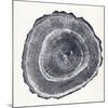 Tree Ring III-Vision Studio-Mounted Art Print