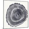 Tree Ring III-Vision Studio-Mounted Art Print