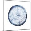 Tree Ring Overlay I-Grace Popp-Mounted Art Print