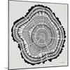 Tree Rings in Black on White-Cat Coquillette-Mounted Giclee Print