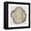 Tree Rings in Brown-Cat Coquillette-Framed Premier Image Canvas