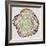 Tree Rings in Brown-Cat Coquillette-Framed Premium Giclee Print