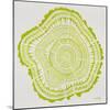 Tree Rings in Lime-Cat Coquillette-Mounted Giclee Print