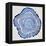 Tree Rings in Navy-Cat Coquillette-Framed Premier Image Canvas