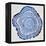 Tree Rings in Navy-Cat Coquillette-Framed Premier Image Canvas