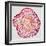 Tree Rings in Pink-Cat Coquillette-Framed Giclee Print