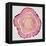 Tree Rings in Pink-Cat Coquillette-Framed Premier Image Canvas