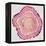 Tree Rings in Pink-Cat Coquillette-Framed Premier Image Canvas