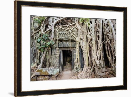 Tree roots growing on Ta Prohm temple (Rajavihara) ruins, Angkor, UNESCO World Heritage Site, Siem -Jason Langley-Framed Photographic Print