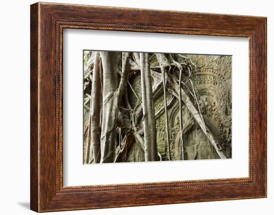 Tree Roots Growing over Bas-Relief on Ta Prohm Temple Ruins, Siem Reap-David Wall-Framed Photographic Print