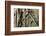 Tree Roots Growing over Bas-Relief on Ta Prohm Temple Ruins, Siem Reap-David Wall-Framed Photographic Print