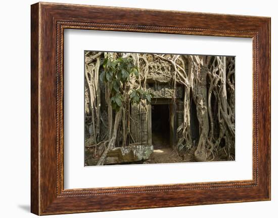 Tree Roots Growing over Ta Prohm Temple Ruins, Angkor World Heritage Site, Siem Reap, Cambodia-David Wall-Framed Photographic Print