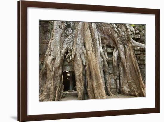 Tree Roots Growing over Ta Prohm Temple Ruins, Angkor World Heritage Site, Siem Reap, Cambodia-David Wall-Framed Photographic Print