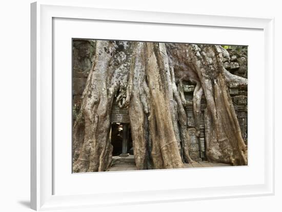 Tree Roots Growing over Ta Prohm Temple Ruins, Angkor World Heritage Site, Siem Reap, Cambodia-David Wall-Framed Photographic Print