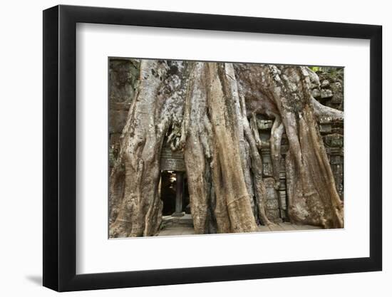 Tree Roots Growing over Ta Prohm Temple Ruins, Angkor World Heritage Site, Siem Reap, Cambodia-David Wall-Framed Photographic Print