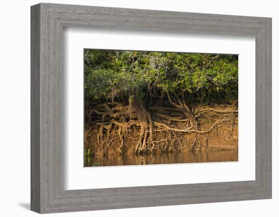 Tree Roots on Riverbank, Northern Pantanal, Mato Grosso, Brazil-Pete Oxford-Framed Photographic Print