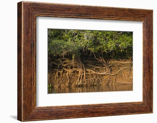 Tree Roots on Riverbank, Northern Pantanal, Mato Grosso, Brazil-Pete Oxford-Framed Photographic Print