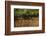 Tree Roots on Riverbank, Northern Pantanal, Mato Grosso, Brazil-Pete Oxford-Framed Photographic Print