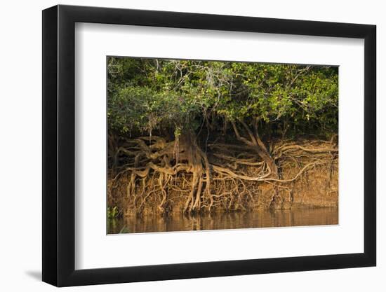 Tree Roots on Riverbank, Northern Pantanal, Mato Grosso, Brazil-Pete Oxford-Framed Photographic Print